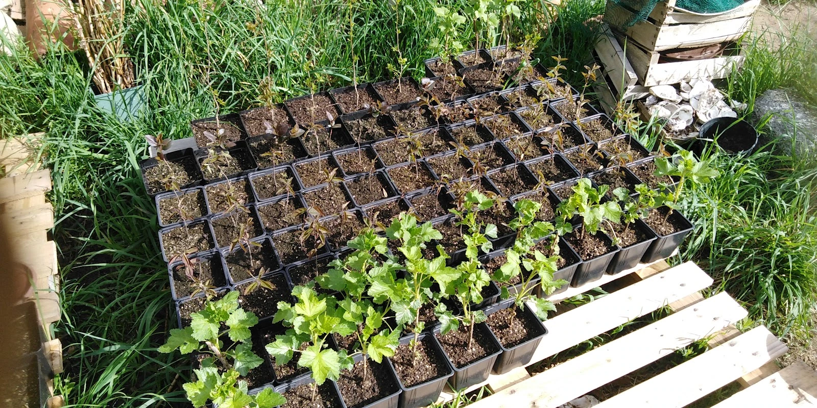 Jeunes plants cultivés à la pépinière