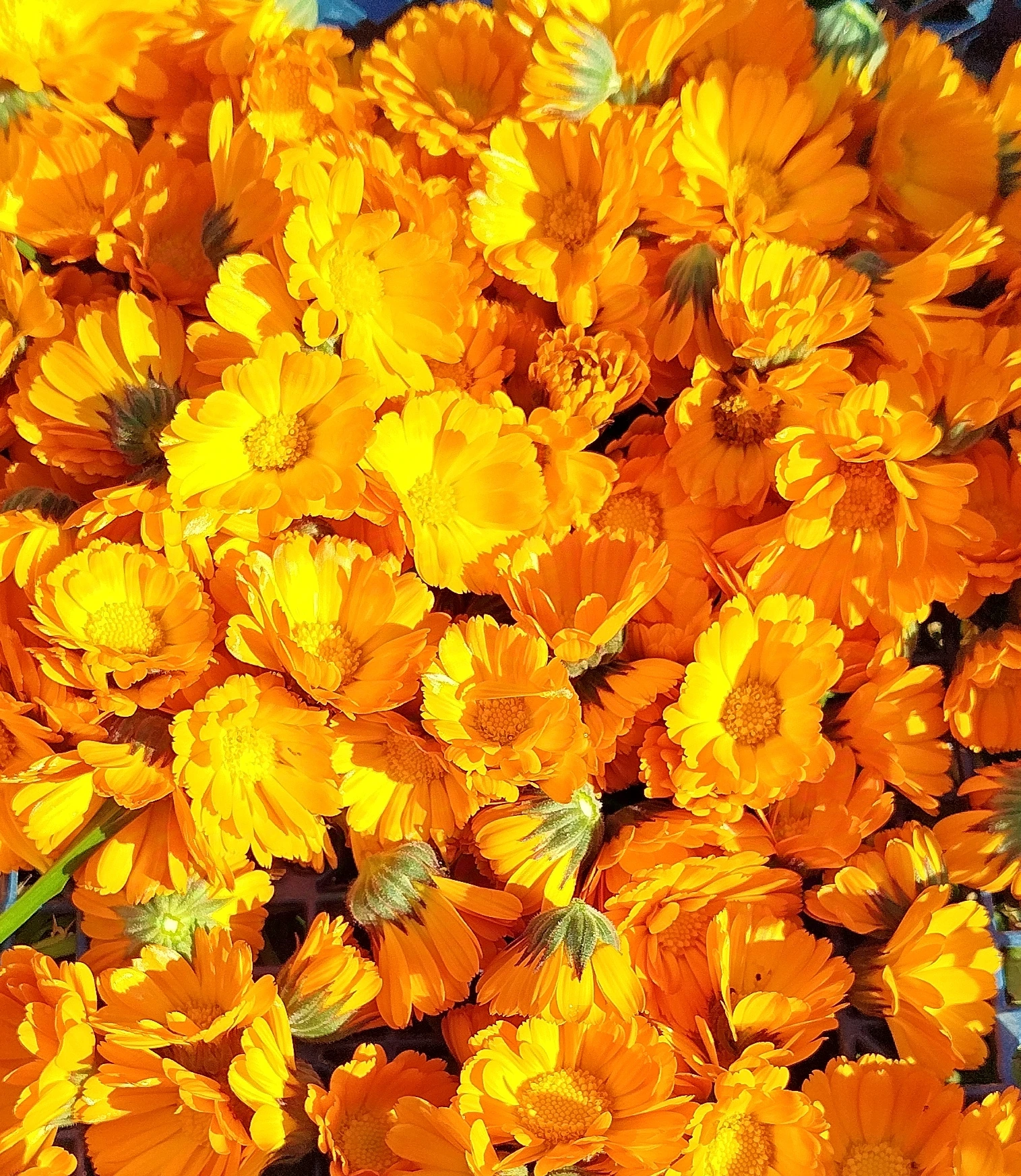 Macérat Huileux Calendula Officinalis