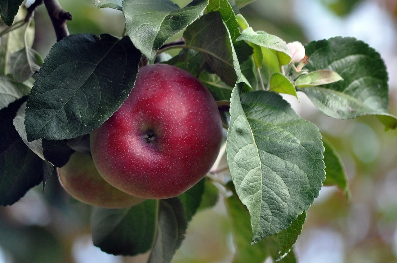 Une pomme sur un fruitier du jardin